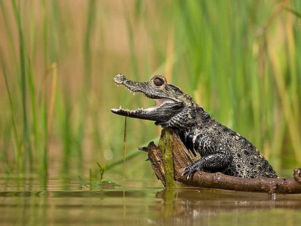 Mơ thấy cá sấu có điềm báo gì? đánh con gì trúng?