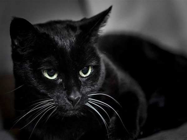 Mèo đen vào nhà đánh con gì?