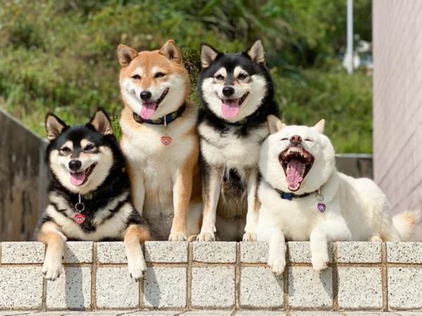 Nằm mơ thấy 4 con chó là điềm gì? Giải mã giấc mơ đầy ý nghĩa 2