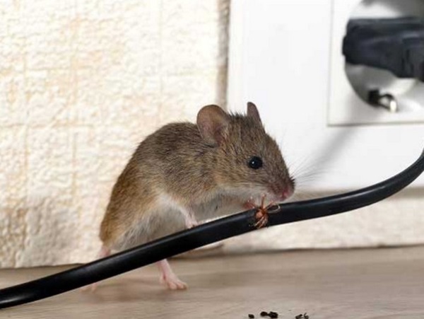 Giải mã điềm báo chi tiết giấc mơ thấy chuột vào nhà