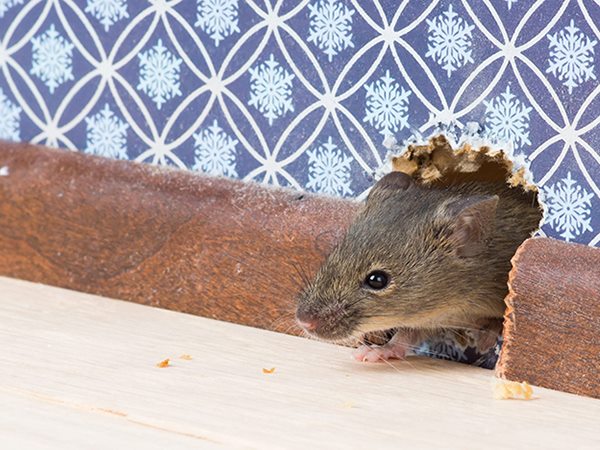 Giải mã điềm báo chi tiết giấc mơ thấy chuột vào nhà