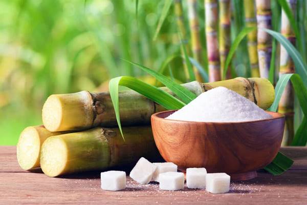 Chiêm bao thấy cây mía Chiêm bao thấy cây mía
