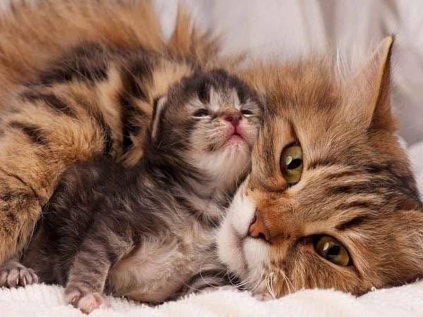Nằm mơ thấy mèo con có ý nghĩa gì?