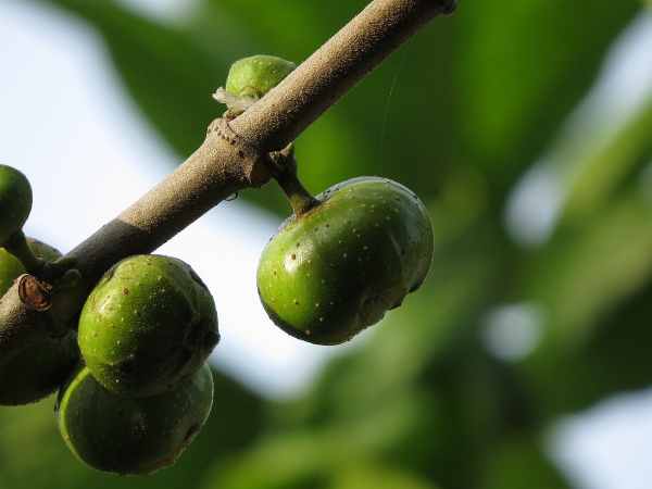 Mơ thấy quả sung có liên quan đến tiền bạc không?