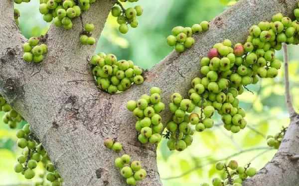 Mơ thấy quả sung nhiều trên cây