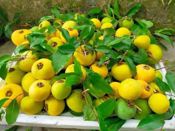 Giải mã giấc mơ thấy quả thị: May mắn hay xui xẻo?