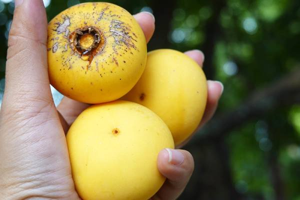 Ngủ mê thấy nhiều quả thị