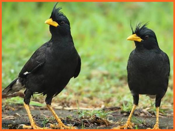 Giải mã mơ thấy chim sáo có con số nào may mắn?