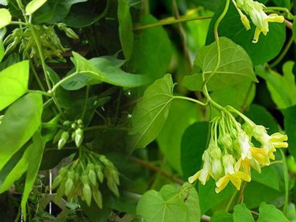 Ngủ mơ thấy hoa thiên lý có thông điệp gì đặc biệt?