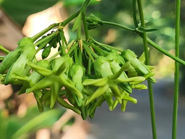 Ngủ mơ thấy hoa thiên lý có thông điệp gì đặc biệt?