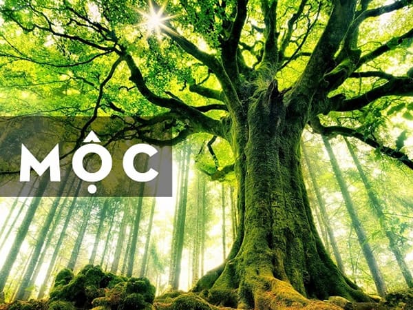 Khám phá con số thu hút may mắn mệnh Mộc ngày 2/7/2025