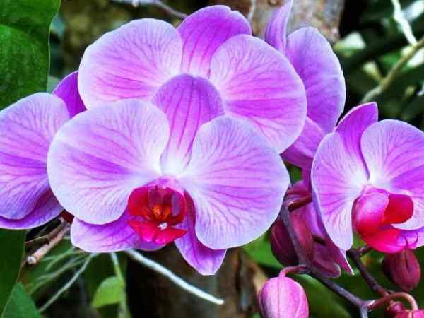 Chiêm bao thấy hoa lan màu tím