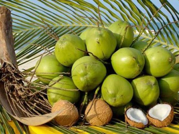 Nằm mê thấy hái quả dừa trên cây