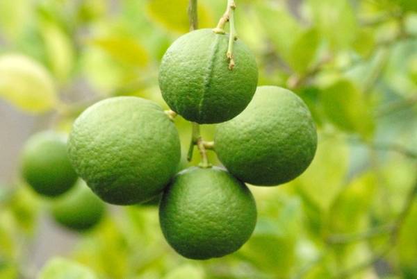 Giải mã giấc mộng thấy quả chanh bị thối hoặc hỏng