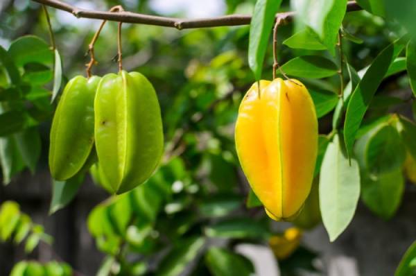 Giấc mơ thấy quả khế báo hiệu may mắn hay xui rủi?