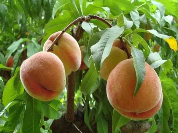 Ngủ Mê Thấy Quả Đào Tiên