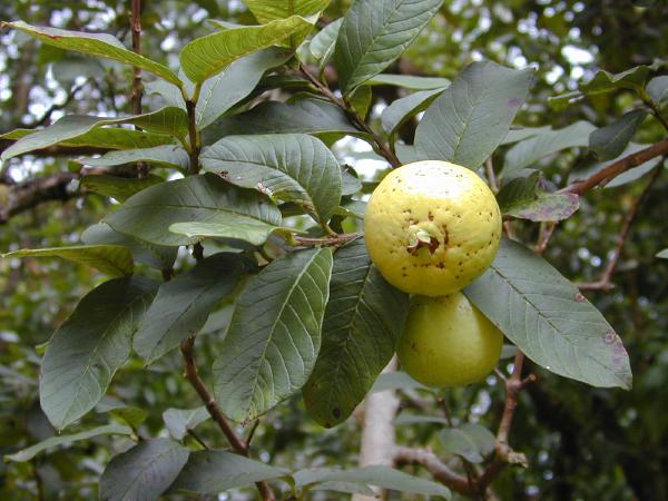 Chiêm bao thấy ăn ổi trong vườn nhà
