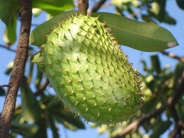 Mơ thấy mình trồng cây mãng cầu