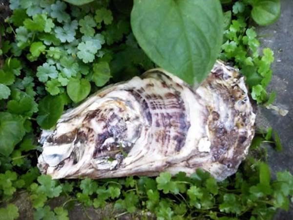 Nằm mơ thấy con hàu có bí ẩn gì