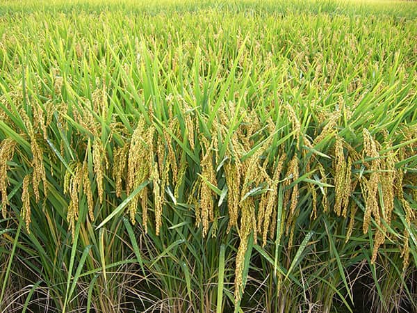 Nằm mơ thấy hạt lúa báo hiệu điềm may đang gõ cửa?