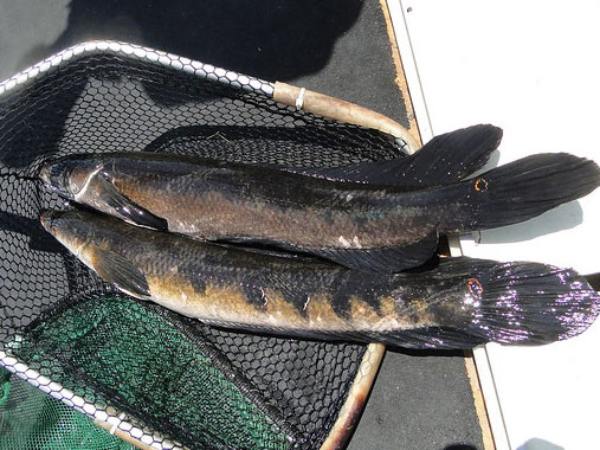 Nằm mơ thấy bắt được cá lóc là điềm báo phúc hay họa?