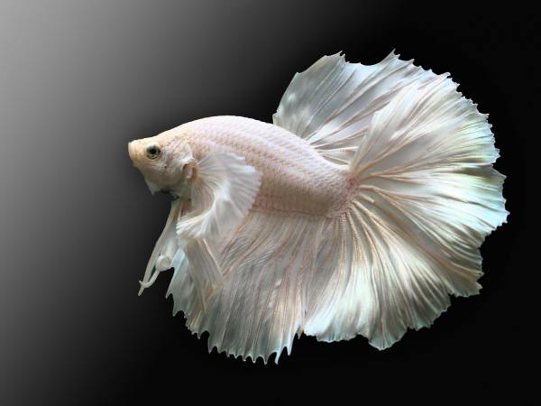 Luận giải ý nghĩa chung của giấc mộng thấy bắt cá trắng