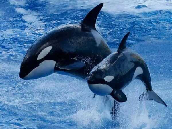 Mơ thấy cá voi chung chung con số may mắn: 23 – 58 – 94
Ngủ mê thấy cá voi xanh cặp số đẹp : 41 – 76
Chiêm bao thấy cá voi đen con số đẹp : 09 – 55 – 88
Mộng mị thấy đàn cá voi con số tài lộc : 12 – 39 – 78
Ngủ mê thấy cá voi khổng lồ con số may mắn:  06 – 60 – 96
Nằm mơ thấy cá voi bơi quanh mình con số đẹp: 27 –  85
Chiêm bao thấy cá voi nhảy lên khỏi mặt nước : 14 – 47 – 74
Ngủ mê thấy cá voi chết con số đẹp:  03 – 68