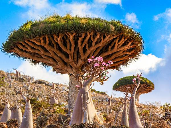 Nằm mơ thấy cây cổ thụ rất to có điềm tâm linh gì?