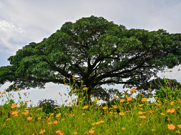 Nằm mơ thấy cây cổ thụ, thấy cây cổ thụ rất to điềm gì?