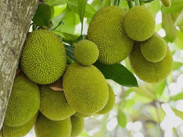 Giải mã giấc mơ thấy cây mít, nằm mơ thấy cây mít sai quả