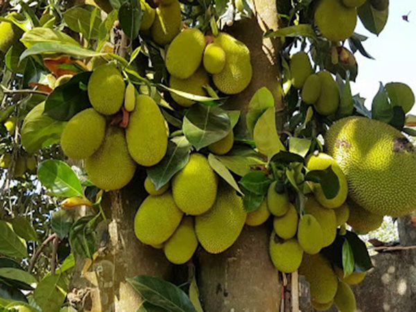 Giải mã điềm báo tài lộc khi nằm mơ thấy cây mít sai quả