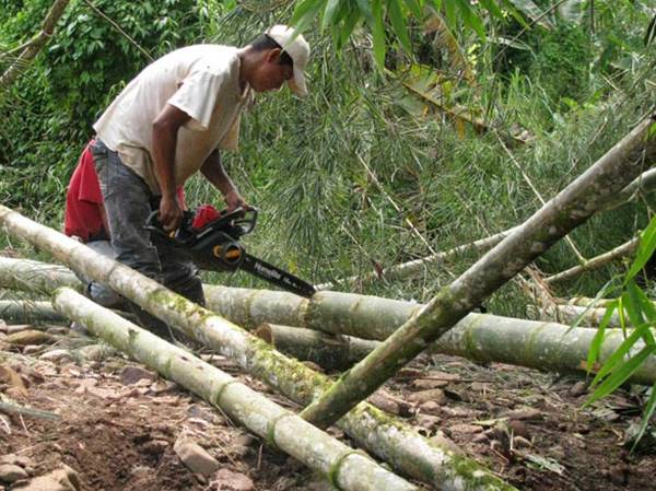 Nằm mơ thấy chặt cây tre, cây chuối điềm hên hay xui?