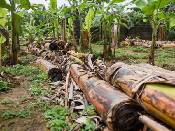 Nằm mơ thấy chặt cây tre, cây chuối điềm hên hay xui?