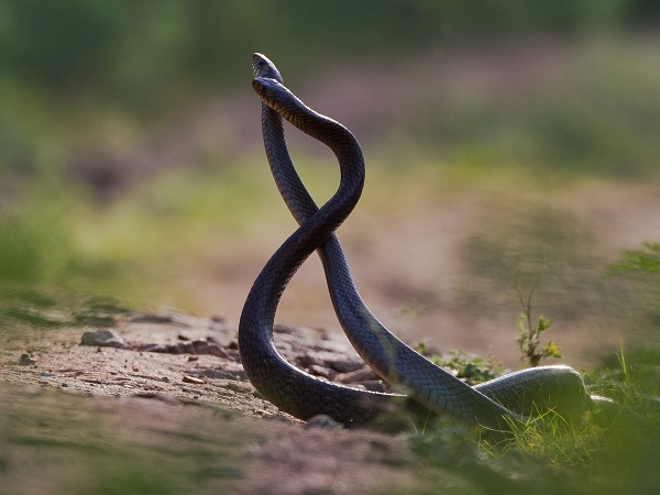 Giải mã nằm mơ thấy rắn đen cắn đánh con gì, số mấy may mắn?