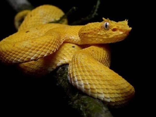 Nằm mơ thấy rắn màu vàng hên hay xui có điềm báo gì