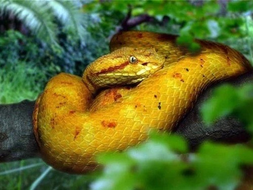 Nằm mơ thấy rắn màu vàng hên hay xui có điềm báo gì