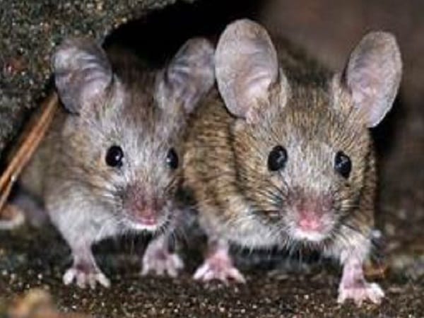 Chiêm bao thấy 2 con chuột màu trắng