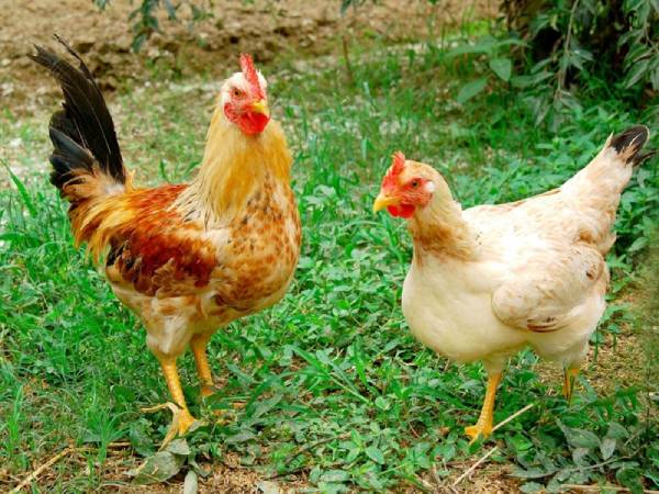 Nằm mơ thấy 2 con gà có ý nghĩa gì, lành hay dữ?