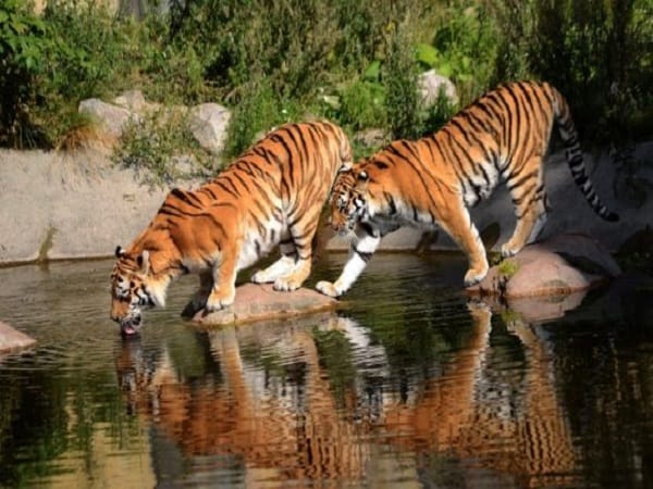 Nằm mơ thấy 2 con hổ là tốt hay xấu?