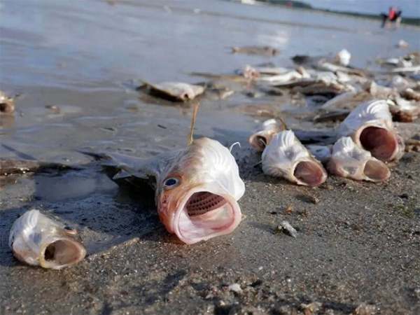 Nằm mơ thấy cá chết là điềm báo gì? Có đáng lo thật không?