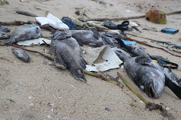 Mộng thấy mình vớt cá chết