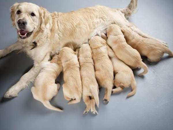 Chuyên gia luận giải nằm mơ thấy chó đẻ là điềm gì?