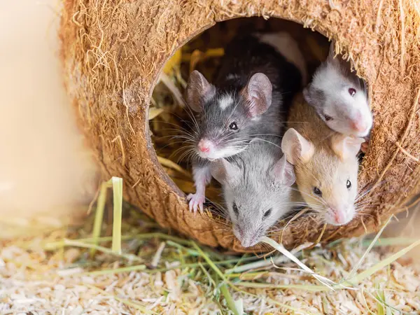 Giải mã chi tiết nằm mơ thấy chuột nhắt số mấy vượng phát?