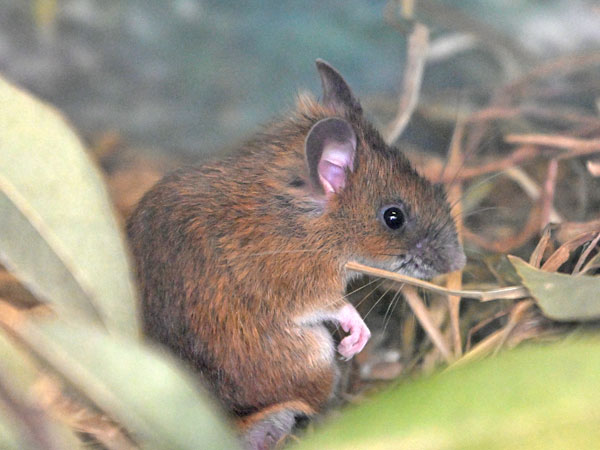 Giải mã nằm mơ thấy chuột nhắt đánh con gì, số mấy may mắn?