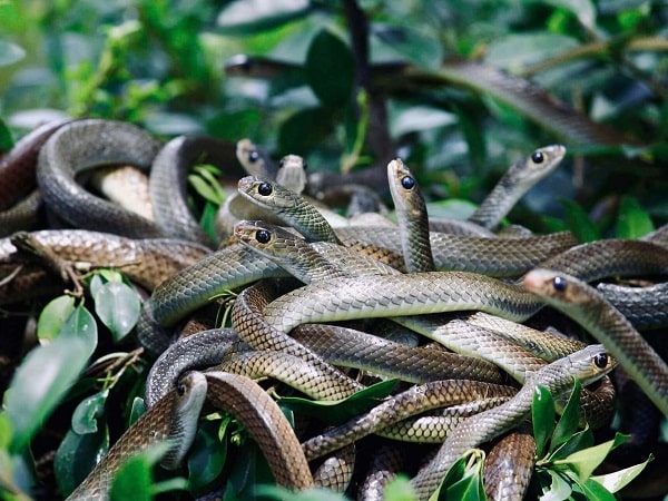 Lý giải nằm mơ thấy đàn rắn có con số nào vượng phát?