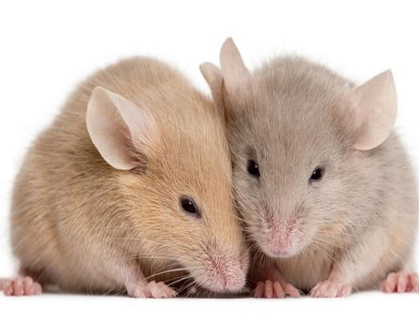 Ý nghĩa chung khi nằm mơ thấy 2 con chuột