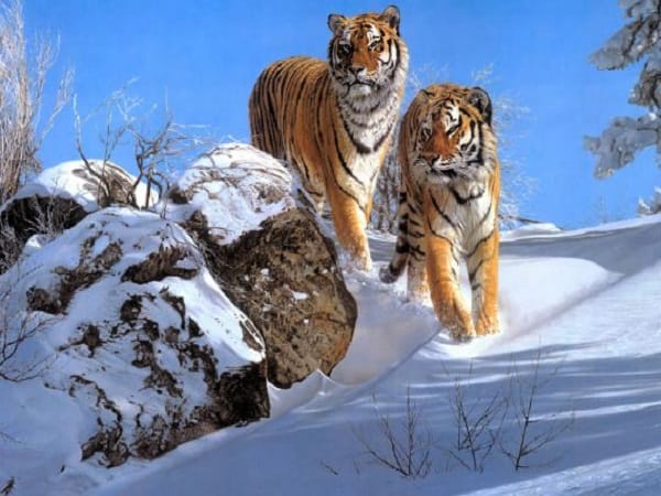 Giải mã chi tiết các giấc mơ thấy 2 con hổ