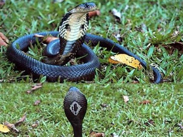 Rắn hổ mang số mấy theo dân gian Rắn hổ mang số mấy theo dân gian