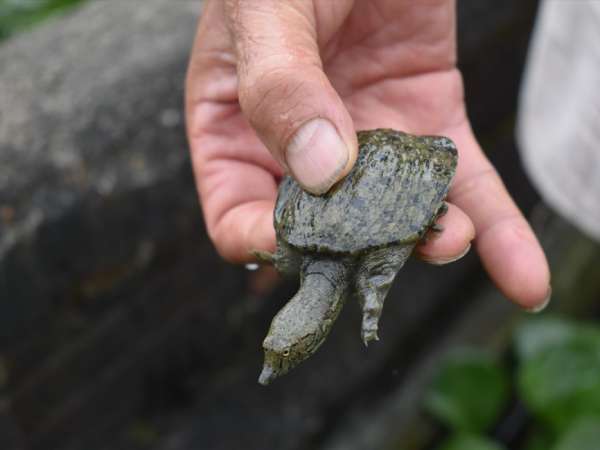 Ý nghĩa phong thủy của con ba ba Ý nghĩa phong thủy của con ba ba