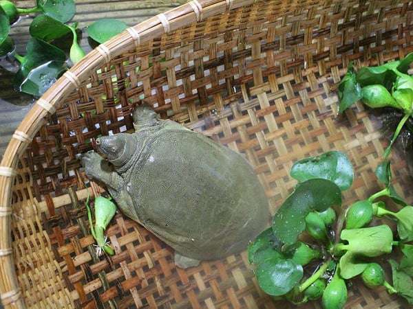 Con ba ba số mấy theo dân gian Con ba ba số mấy theo dân gian